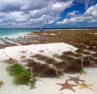 Cargill’s Red Seaweed Promise: “The next step in our sustainability journey”