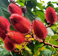 Organic green light for red colors: IFF’s Frutarom Division secures certification for annatto extracts