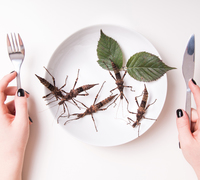 Edible insects can “surf on new trends” claims industry exec, amid EU guidance launch