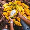Cargill leva boas práticas a 200 mil produtores de cacau, mostra relatório