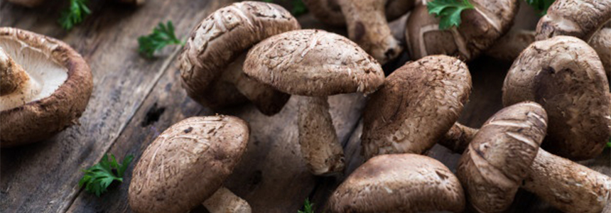 Fungi-based protein: Arla Foods to collaborate with start-up Mycora to propel plant-based innovation
