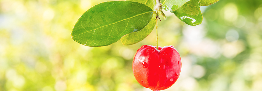 A Duas Rodas apresenta palestra sobre acerola aplicada a produtos cárneos durante expomeat 2019