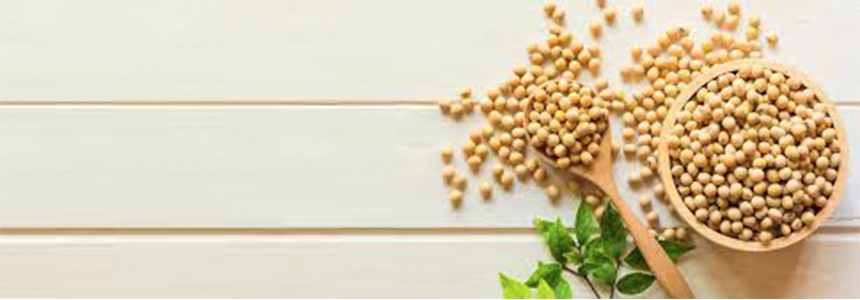 Increasing Brazilian grain production: Bunge to acquire 30 percent of Agrofel