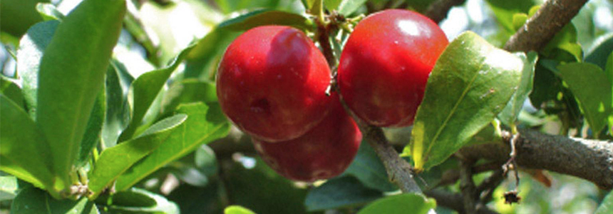 Camu-camu: o fantástico potencial da natureza para a alimentação