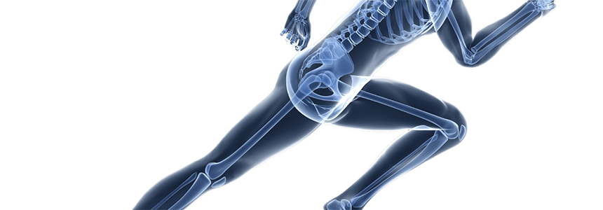 Rousselot announces the latest results of published study on the effects of Peptan® on bone remodelling