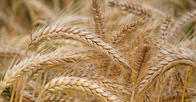 BASF leads investment in seed startup