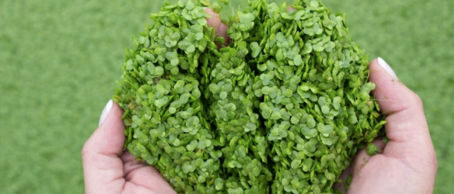 De origem 100% vegetal, Lentein é a promessa de nutrição do futuro.