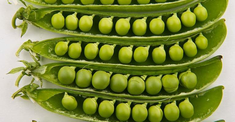 New pea protein "comparable to whey protein"