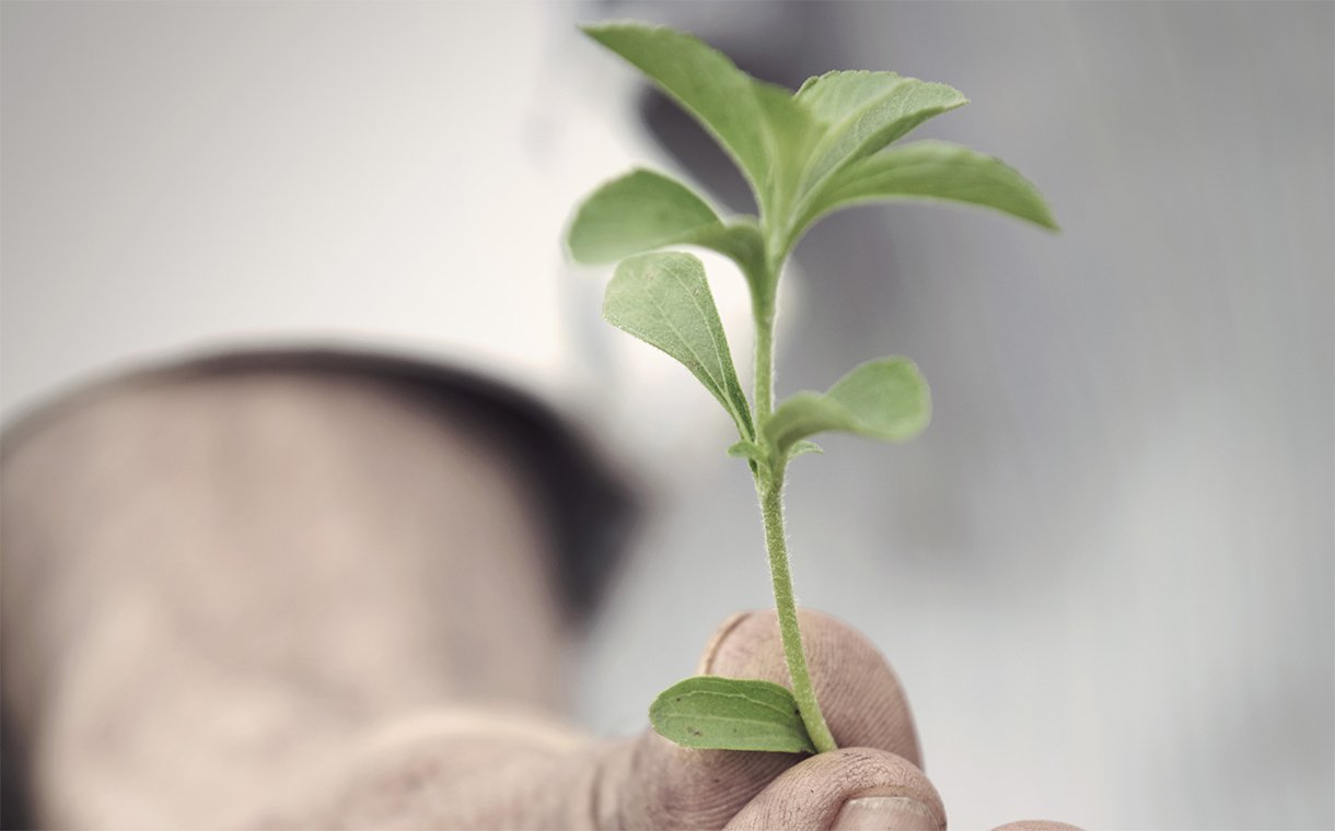 Stevia deal: Ingredion to acquire 75 percent controlling stake in PureCircle
