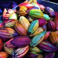 Cargill-Brenntag partnership explores global shifts in attitudes toward cocoa