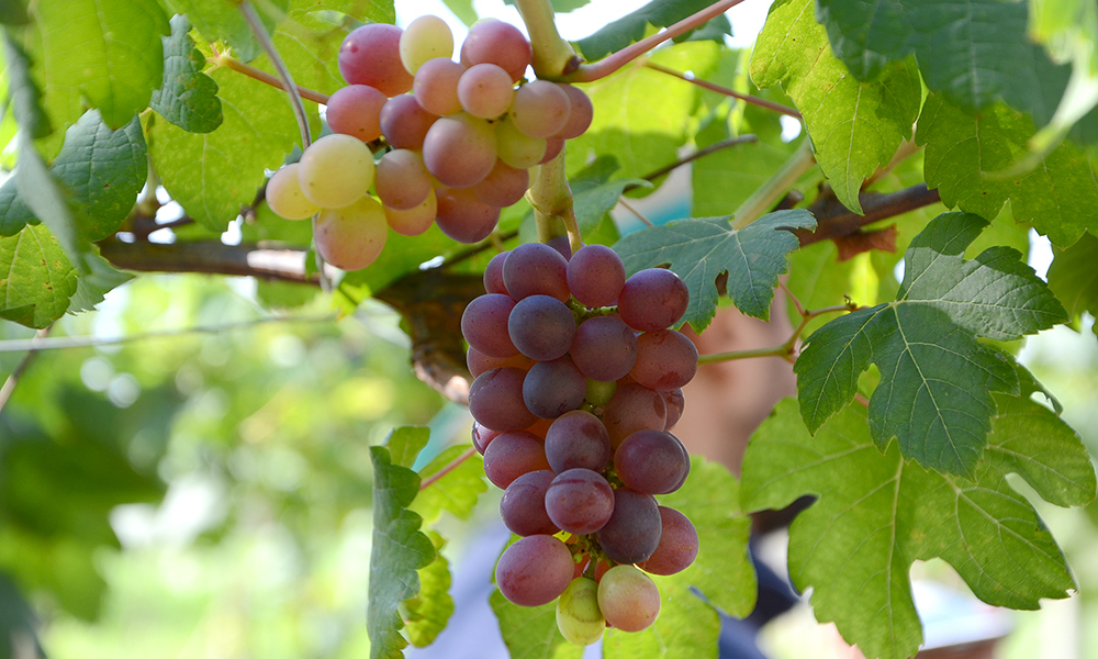Grape Seed Extract Benefits: Next-Gen Support for Health