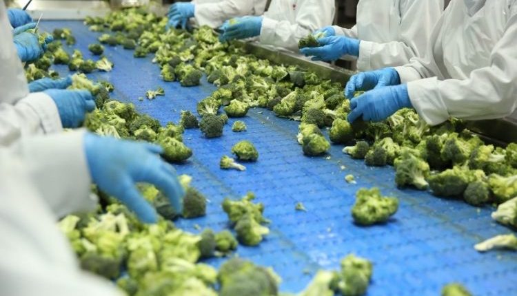 Grano Alimentos aposta em exportação e nova fábrica