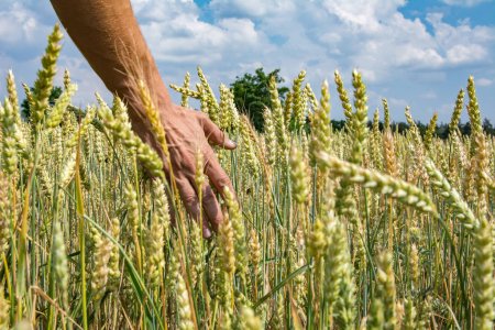 Arcadia Biosciences and Three Farm Daughters venture to boost wheat ingredient offerings