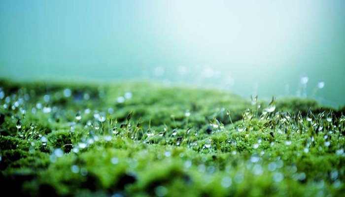 Chr. Hansen reports 5% organic growth and significant strategic progress in 2019/20