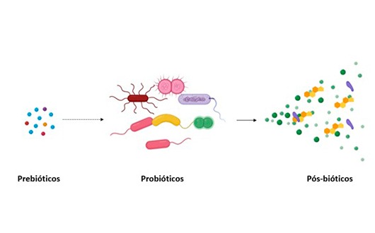 Prebióticos, probióticos... e, agora, pós-bióticos