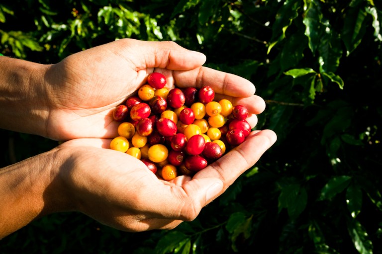 Cafeicultura 4.0 - Ferramentas digitais e a inovação na produção de café