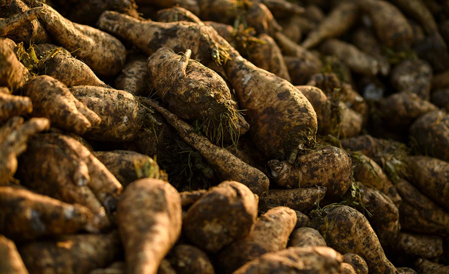 Sensus expande capacidade de produção de chicória