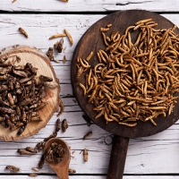 Insetos como fonte alimentar sustentável