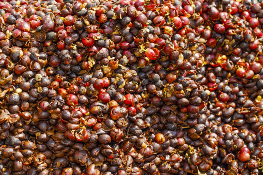 Olam lança linha cascara de café cereja