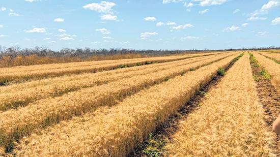 Grupo Santa Lúcia investe em fábrica de massas