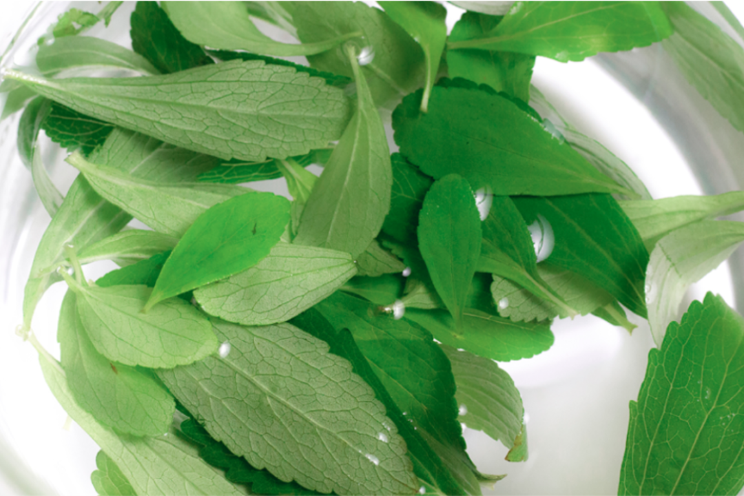 SWT Stevia abre centro de aplicações