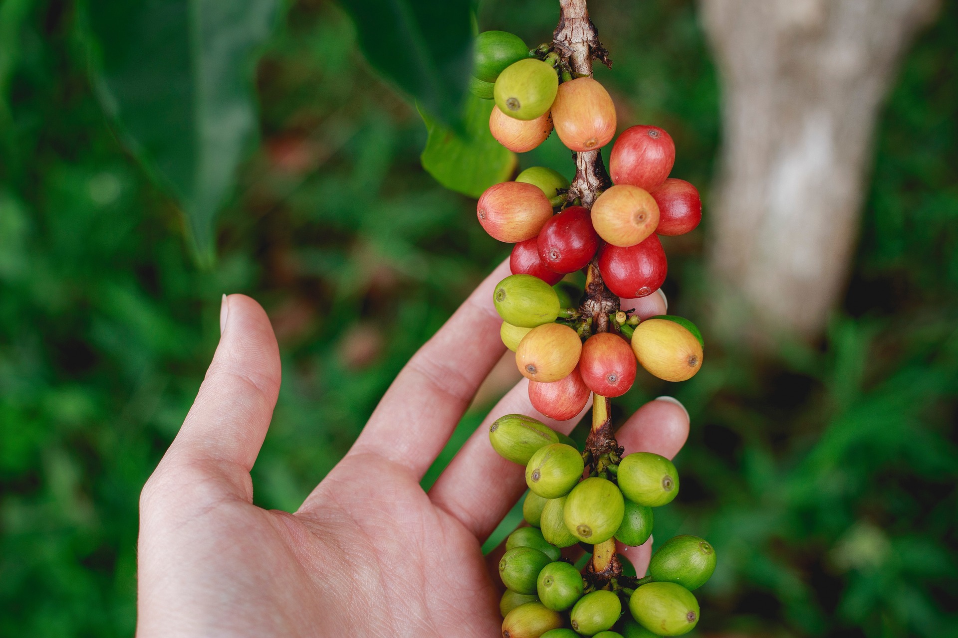 Café Verde: ingrediente funcional