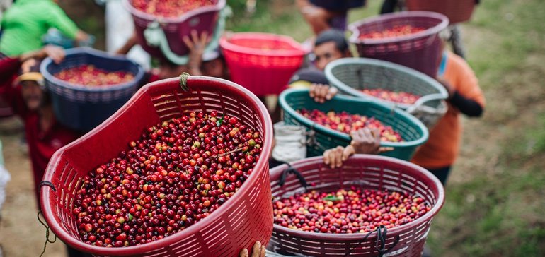 Organizações parceiras criam modelo de preços justos para cafeicultores