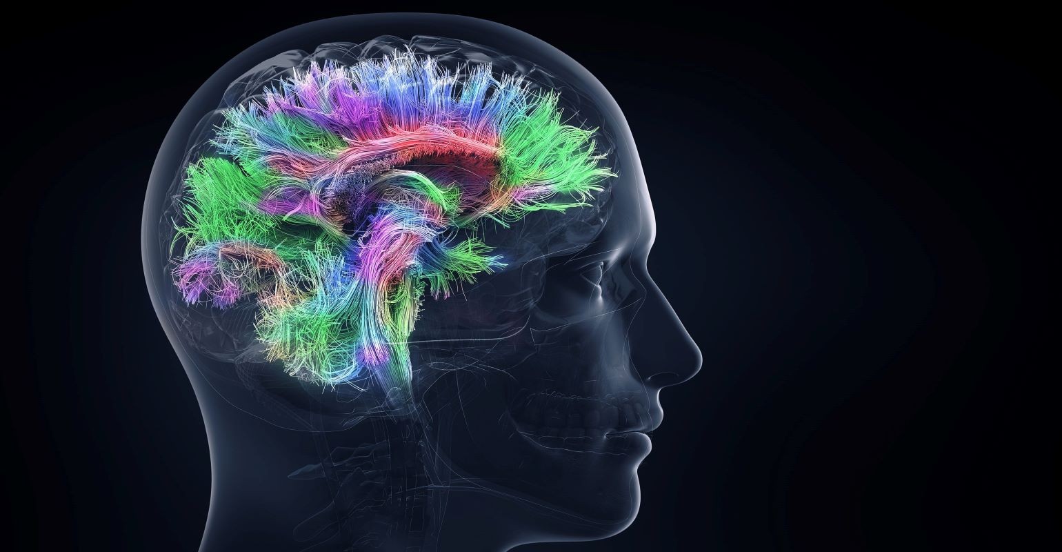 Novo produtos botânicos emergentes e ingredientes especiais para desempenho cognitivo