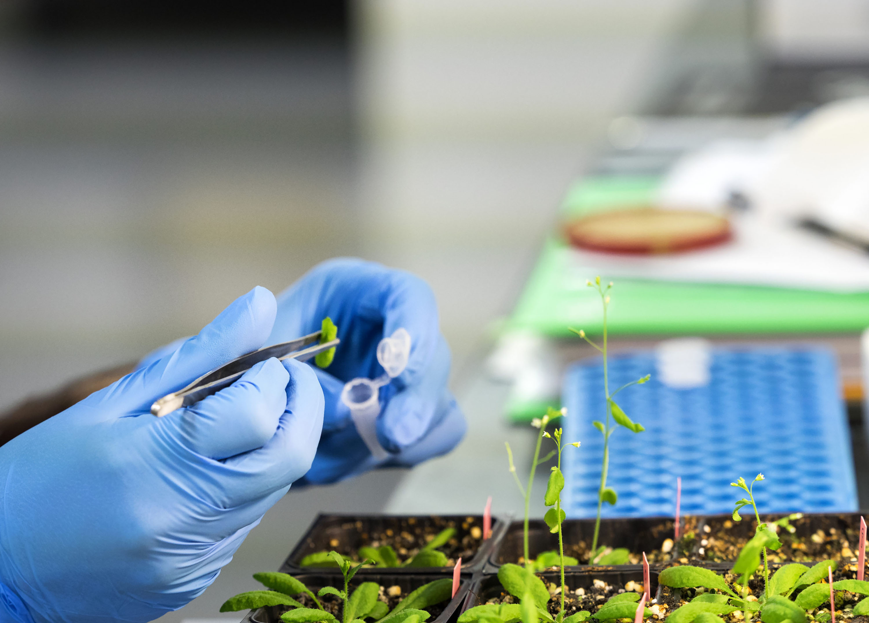 O mercado das micro e nanoestruturas em alimentos