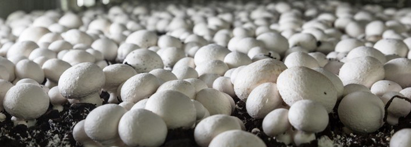 Cogumelos desempenham papel fundamental na nutrição e imunidade