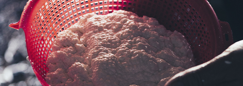 Bebidas à base de kefir para aproveitamento do soro de leite