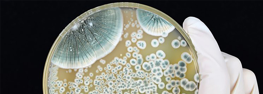 As bacteriocinas de uso industrial