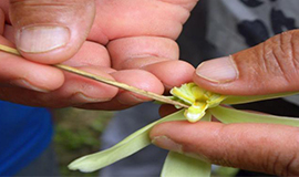 Cultivo e cura natural da baunilha