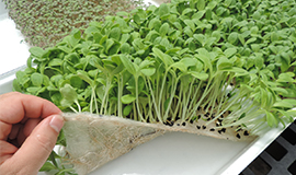 Microgreens podem ajudar a enfrentar os desafios nutricionais