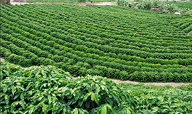 Pesquisa e tecnologia são trunfos para a produção de café de qualidade