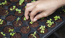 Knorr lidera 50 projetos agrícolas em todo o mundo para reduzir o impacto climático dos alimentos