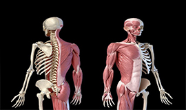 Saúde musculoesquelética - Uma oportunidade emergente no envelhecimento saudável