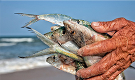 Resíduos de peixes saudáveis oferecem aos formuladores de alimentos benefícios de custo e sustentabilidade