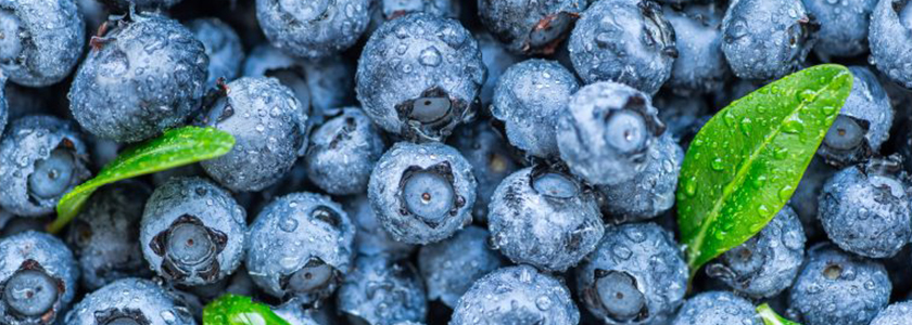 Novo estudo descobriu que blueberries podem ser boas para o coração