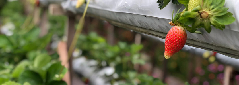 Inteligência Artificial na produção de alimentos