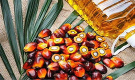 Cargill investe na sua unidade de produção de óleo de palma na Malásia