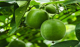 Fruta do monge - Tradicional ingrediente adoçante
