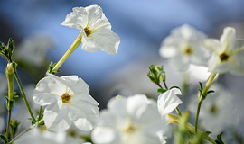 Desenvolvendo o sabor da cereja da flor de petúnia