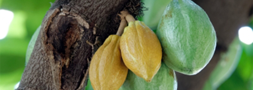 Barry Callebaut impulsiona pesquisa e inovação no cultivo de cacau equatoriano