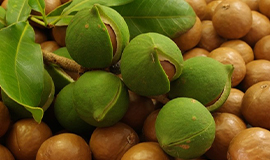 Macadâmia: um ingrediente que oferece sabor único e qualidades nutricionais