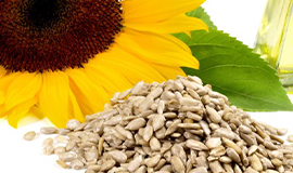 Lecitina de girassol é um ingrediente poderoso que está em alta demanda