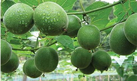 Fruta do monge ganha popularidade na redução de açúcar
