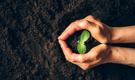 A sustentabilidade na vanguarda das tendências e inovações no setor de alimentos e bebidas