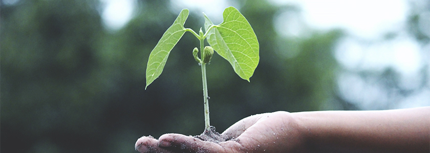 Corbion obtém classificação ouro por desempenho em sustentabilidade