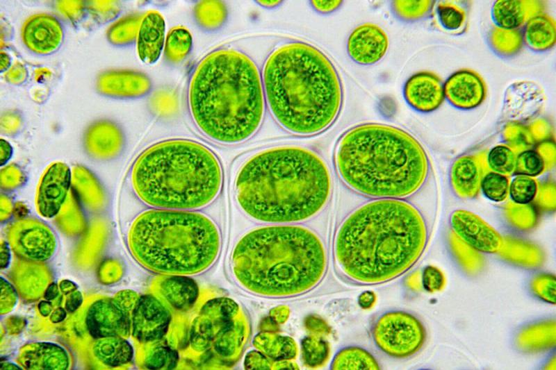 Ascensão das microalgas na indústria alimentícia